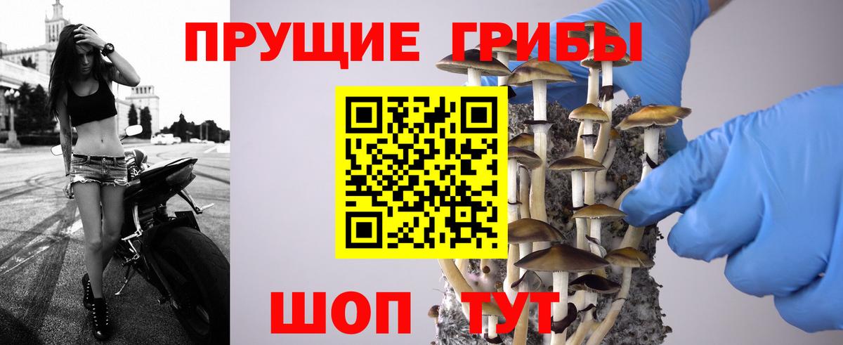 Галлюциногенные грибы Psilocybe Алатырь